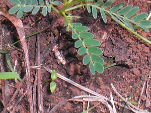 ongatarongai200911_02